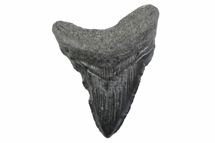 Juvenile Megalodon Tooth - South Carolina #362223